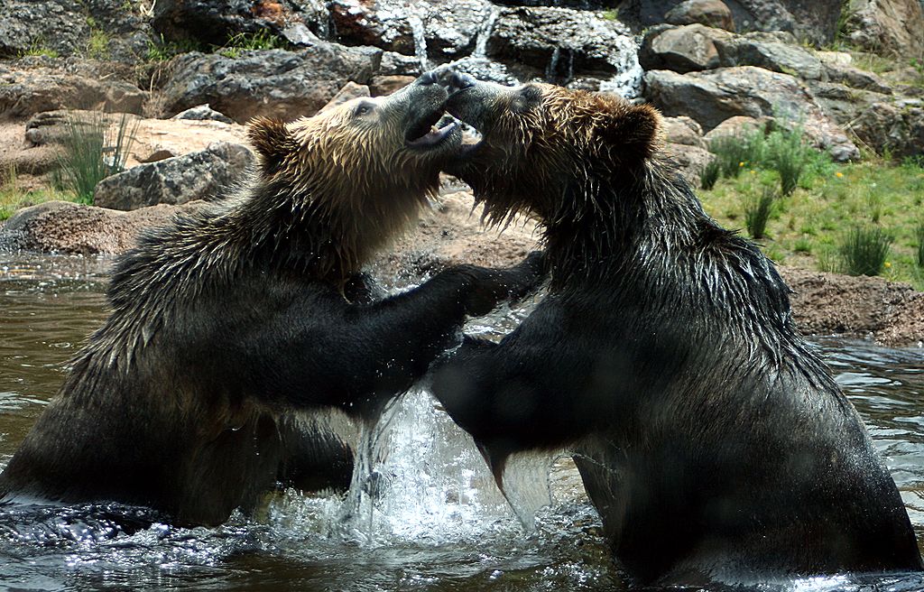 Two bears fight each other
